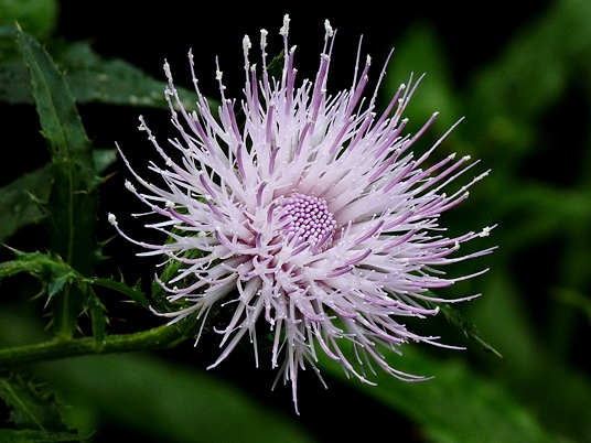 {Cirsium altissimum}